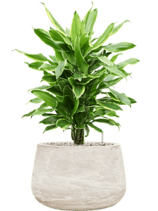 Baq Algar Darcy Low White 37Ø  24cm
