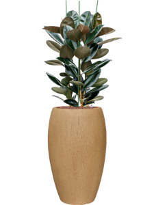 Ficus elastica 'Abidjan' 3pp
