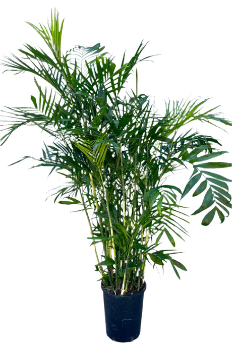 Chamaedorea seifrizii