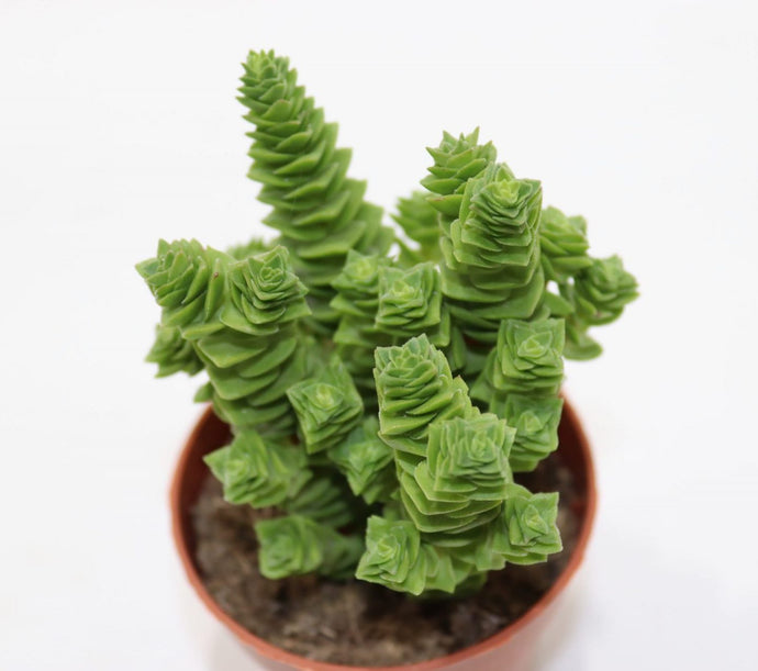 Crassula Green pagoda