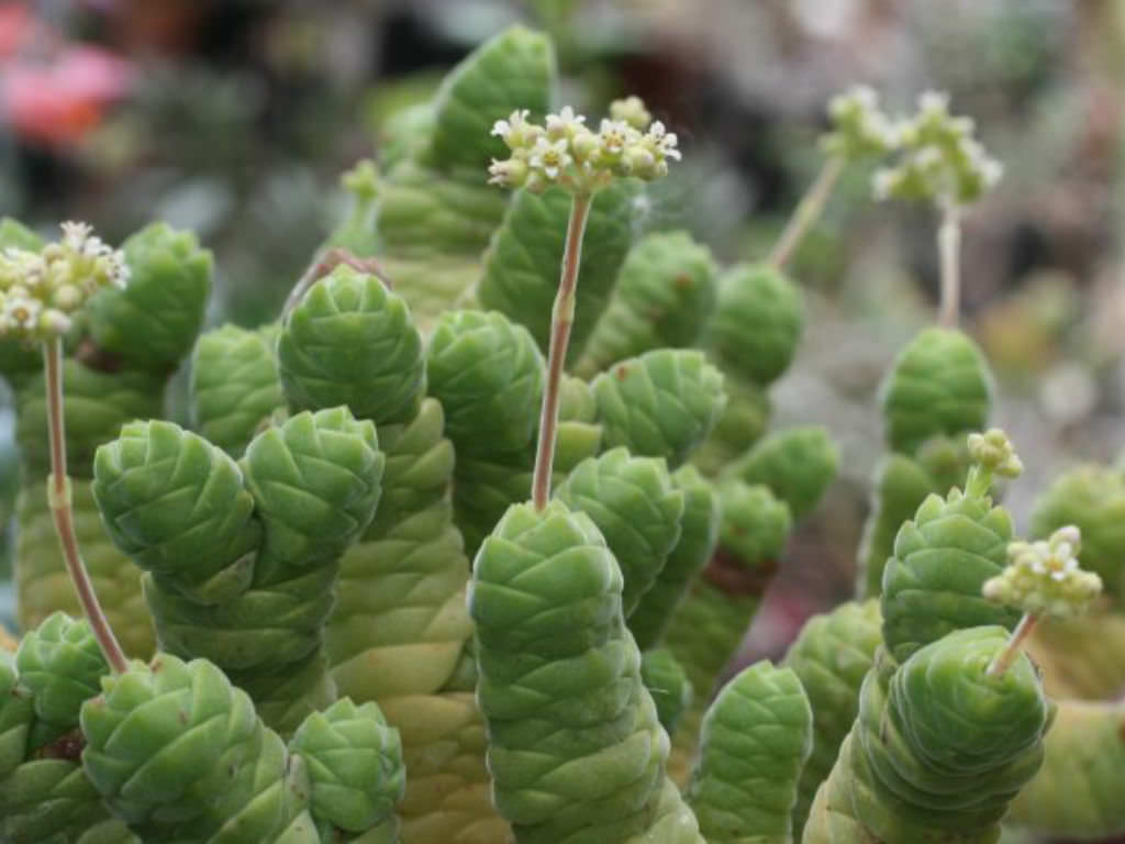Cacti and succulents – Gipsygarden