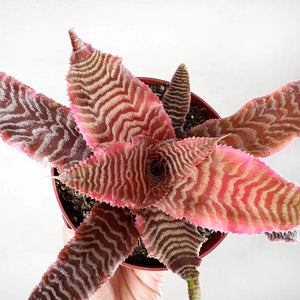 Cryptanthus Bivitatus “Elaine”