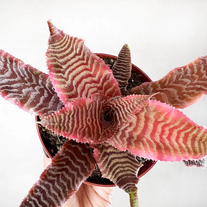 Cryptanthus Bivitatus “Elaine”