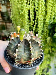 Gymnocalycium variagata