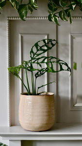 Monstera obliqua Peru