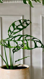 Monstera obliqua Peru