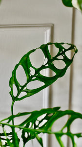 Monstera obliqua Peru