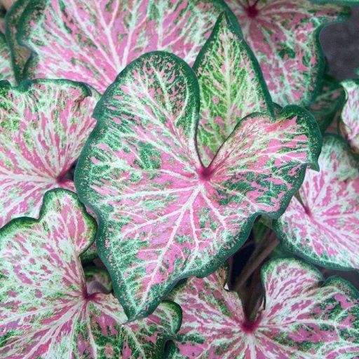 Caladium Dots Delight