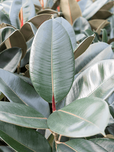 Ficus elastica 'Abidjan' 3pp