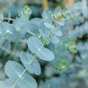 Eucalyptus Baby Blue Eukaliptas