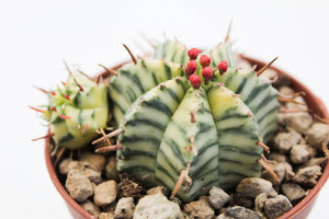 Karpažolė Euphorbia Meloformis Variegata