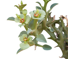 Translation missing: lt.sections.featured_product.gallery_thumbnail_alt