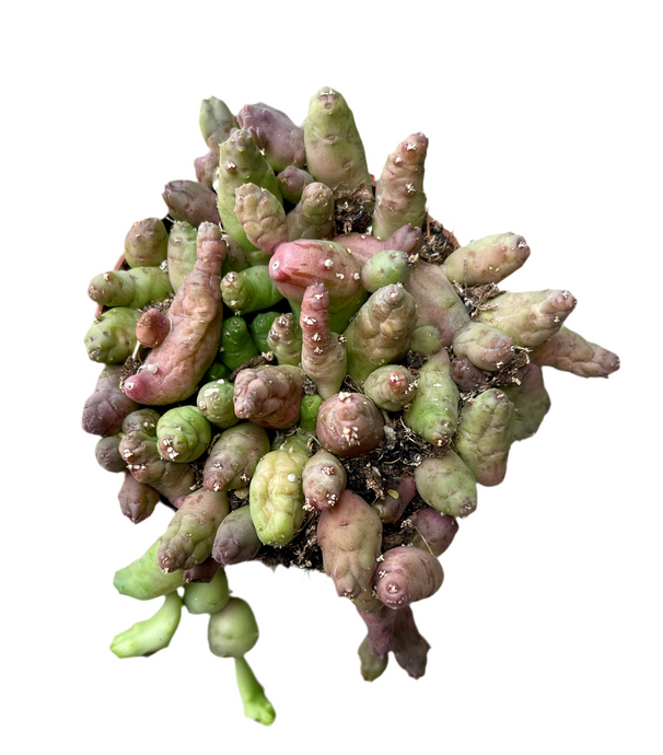 Piaranthus Barrydalensis