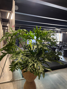 Filodendras Philodendron Seloum Hope 160cm