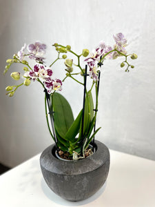 Orchidėja Phalaenopsis  mix1