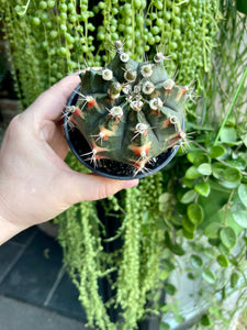 Gymnocalycium variagata