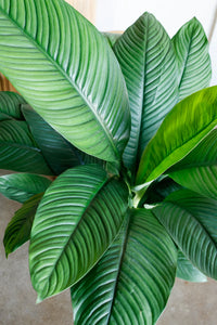 Spathiphyllum Sensation