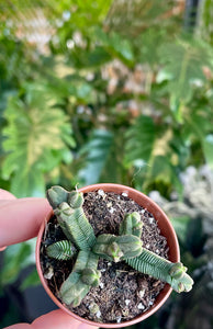 Crassula pyramidalis quadricostatum