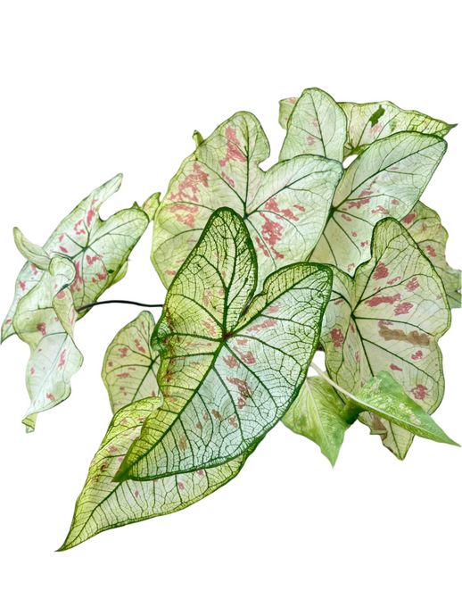 Caladium Strawberry Star