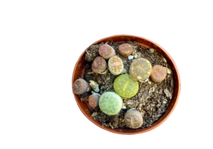 Lithops 5.5cm