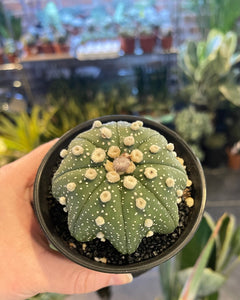 Astrophytum super kabuto