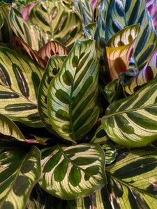 Calathea makoyana