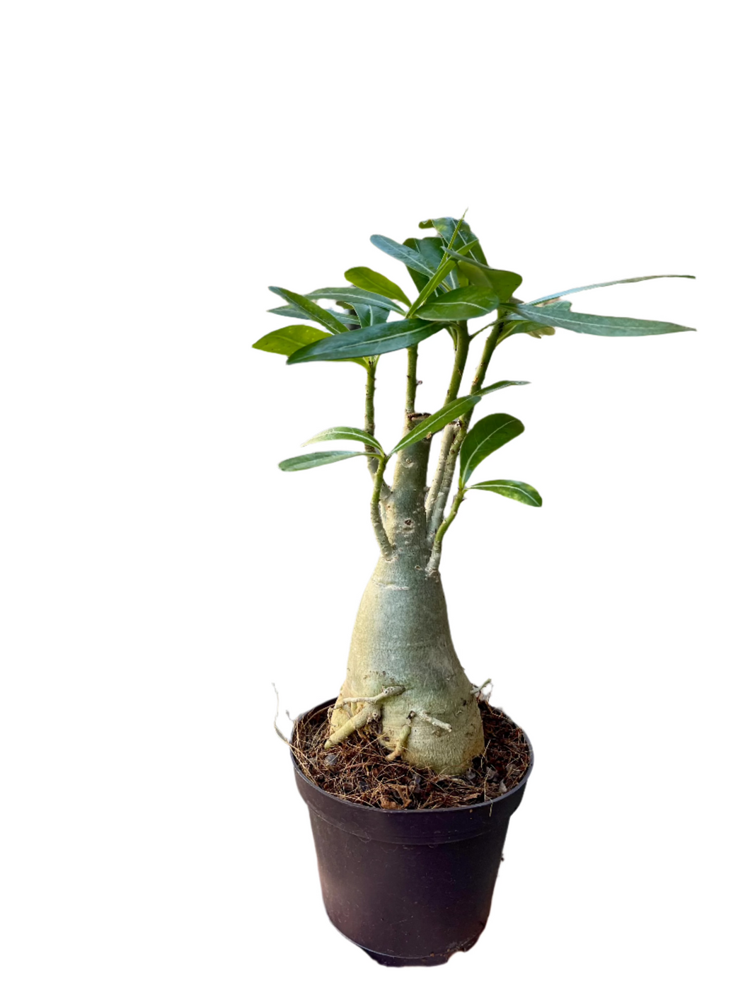 Adenium Obesum