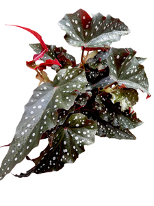 Begonia maculata Black forest