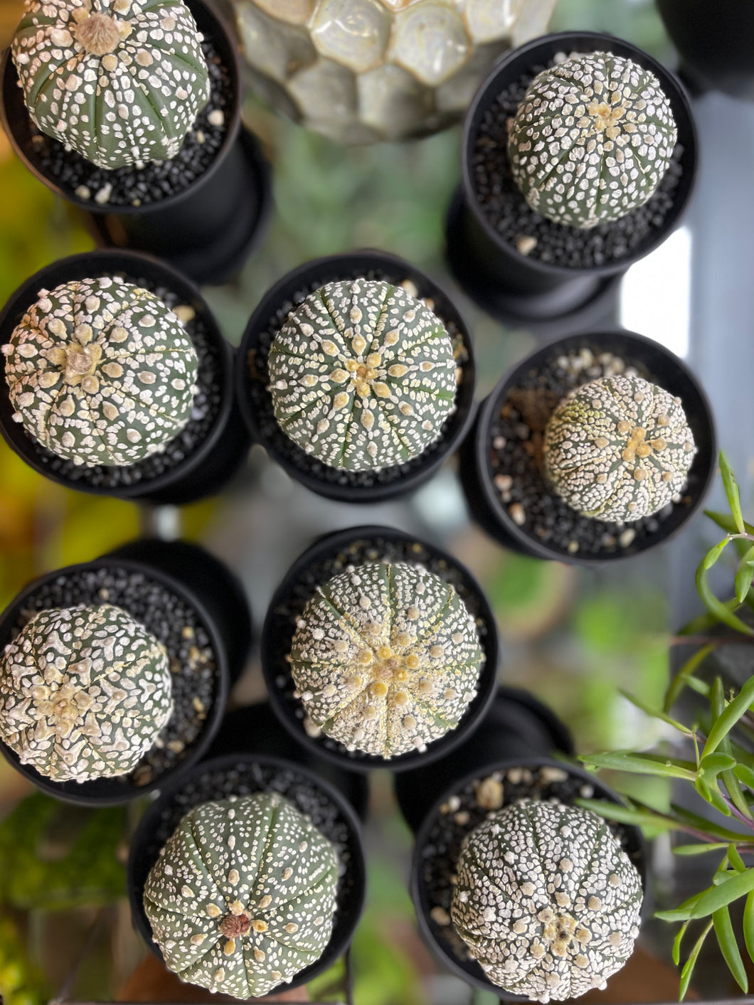 Astrophytum super kabuto