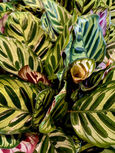 Calathea makoyana