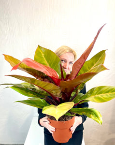 Philodendron Prince of Orange