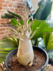 Adenium Obesum Baobab