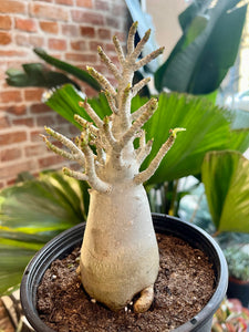 Tinūtras Adenium Obesum Baobab