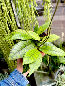 Hoya Callistophylla