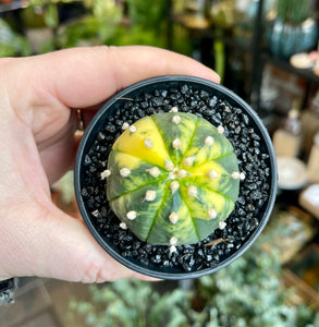 Astrophytum asterias variagata