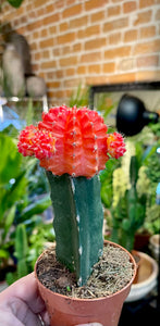 Gymnocalycium moon cactus