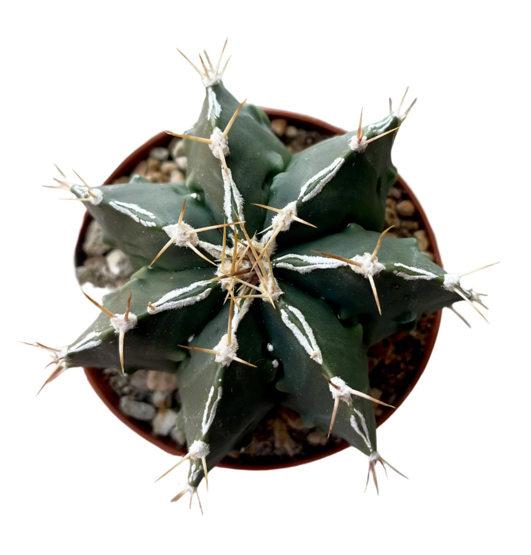Astrophytum C