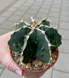 Astrophytum C