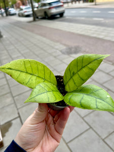 Hoya Callistophylla