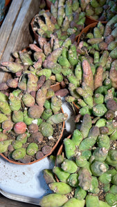 Piaranthus Barrydalensis