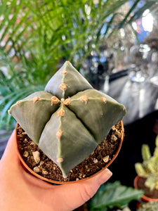 Astrophytum nudum quadricostatum