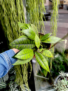 Hoya Callistophylla