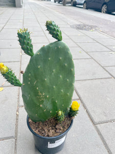 Opuntia Ficus indica