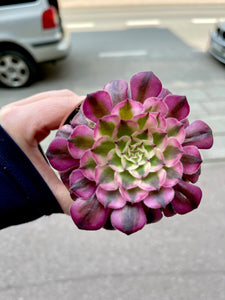 Ramdis Aeonium Medusa
