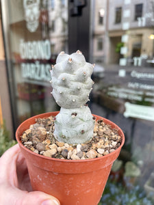 Tephrocactus Calvus