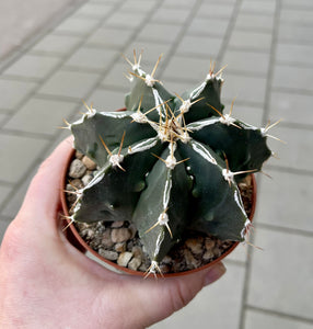Astrophytum C
