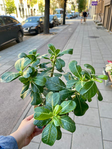 Tinūtras Adenium Anouk