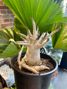 Adenium Obesum Baobab