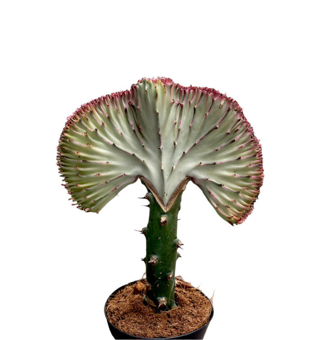 Euphorbia Lactea cristata