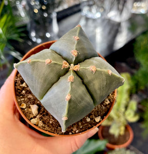 Astrophytum nudum quadricostatum